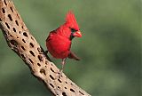 Northern Cardinal